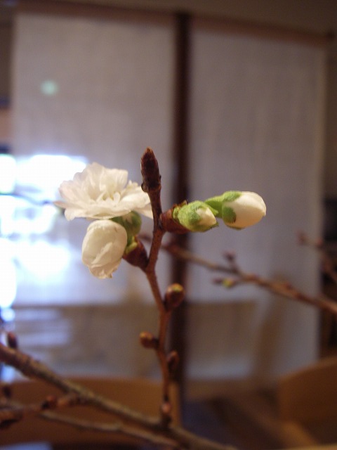 可愛らしい寒桜 | マルカ日記 | マルカ木工