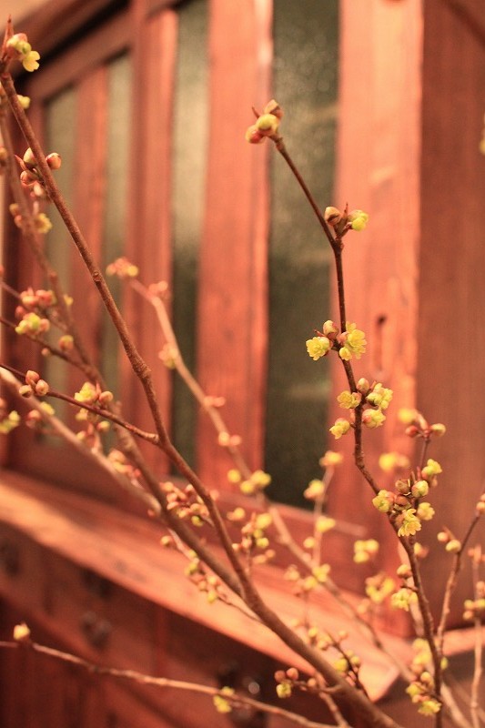 可愛らしい木の芽 | 木のぬくもり　木の家具マルカ | マルカ日記 | マルカ木工