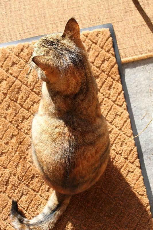 待ち遠しいなあ | 木のぬくもり　木の家具マルカ | マルカ日記 | マルカ木工