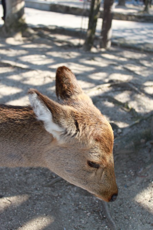 鹿に餌あげちゃいけないんだよね。 | 新春のお慶びを申し上げます。 | マルカ日記 | マルカ木工