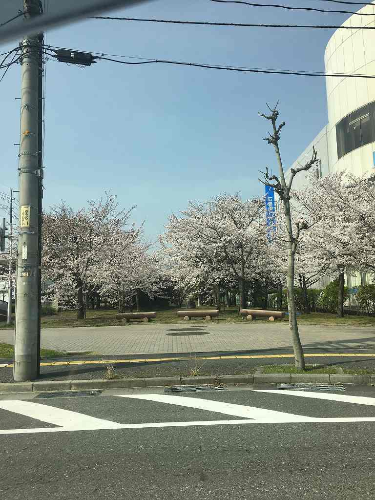 昨年の桜